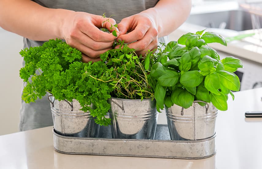 10 съвета за поддръжка на градината